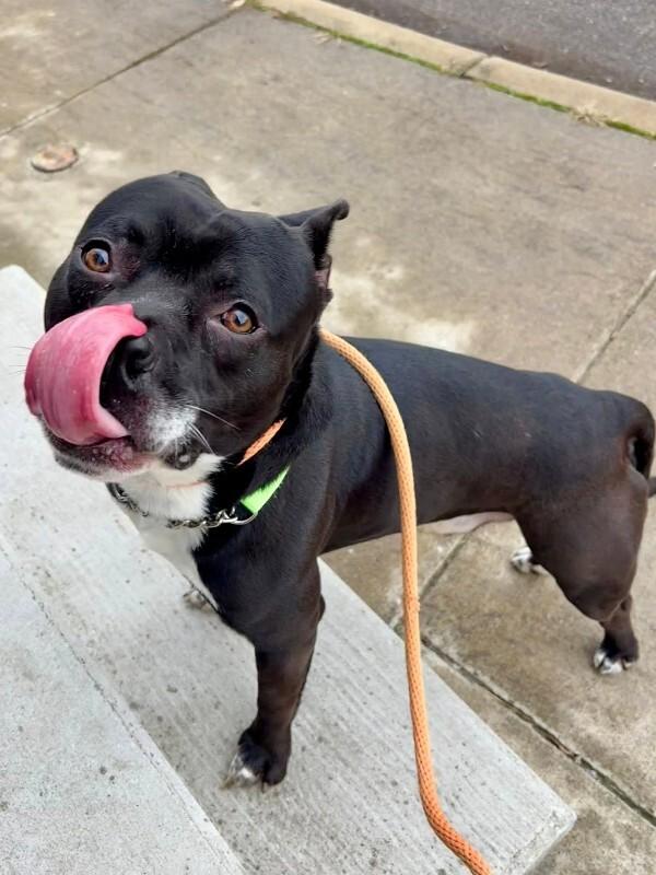 Enlarge Rey Mysterio, a ADOPTABLE Mixed Breed in Miamitown, OH image 3/4