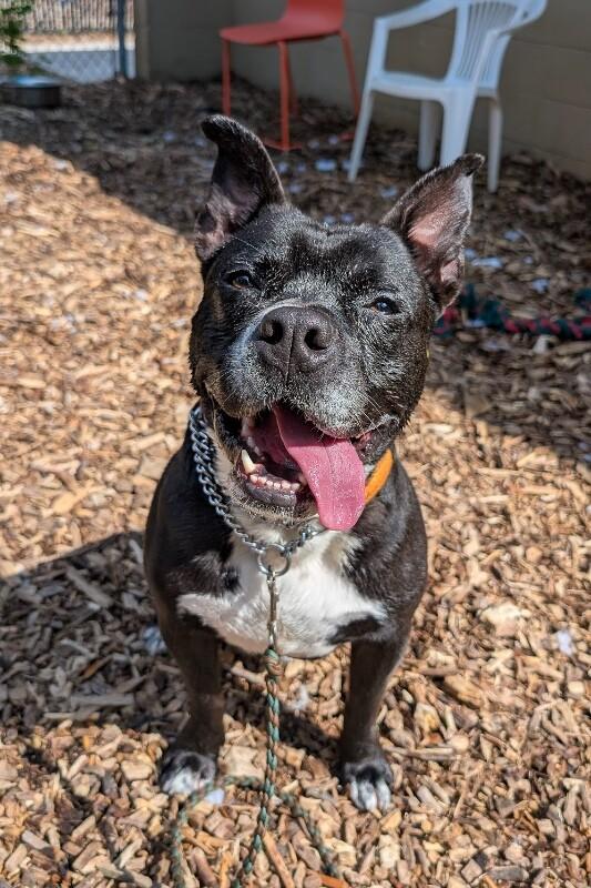 Rey Mysterio, ADOPTABLE, Adult Male Mixed Breed.