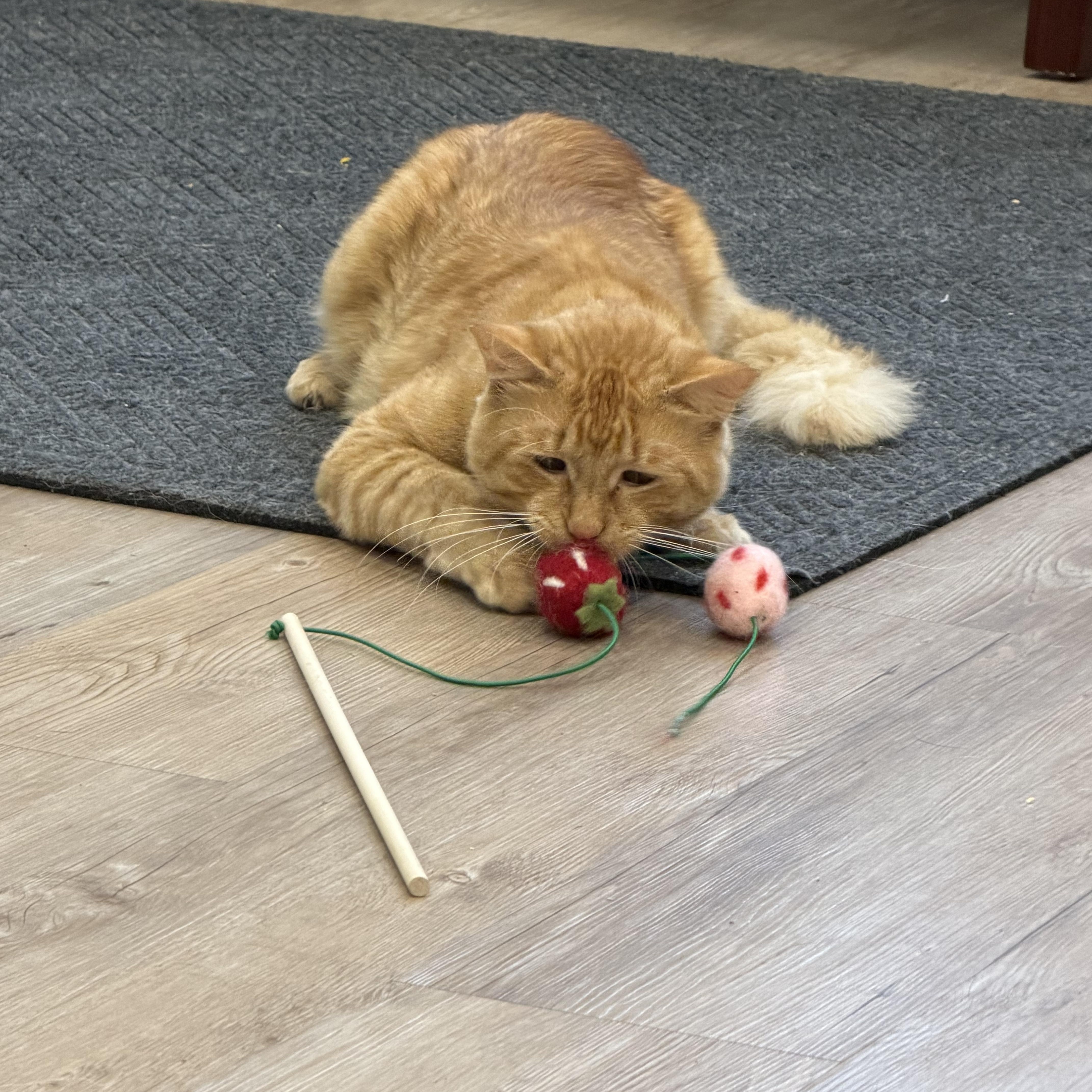 Enlarge Pumpkin, a Adopted Domestic Medium Hair in North Providence, RI image 3/3