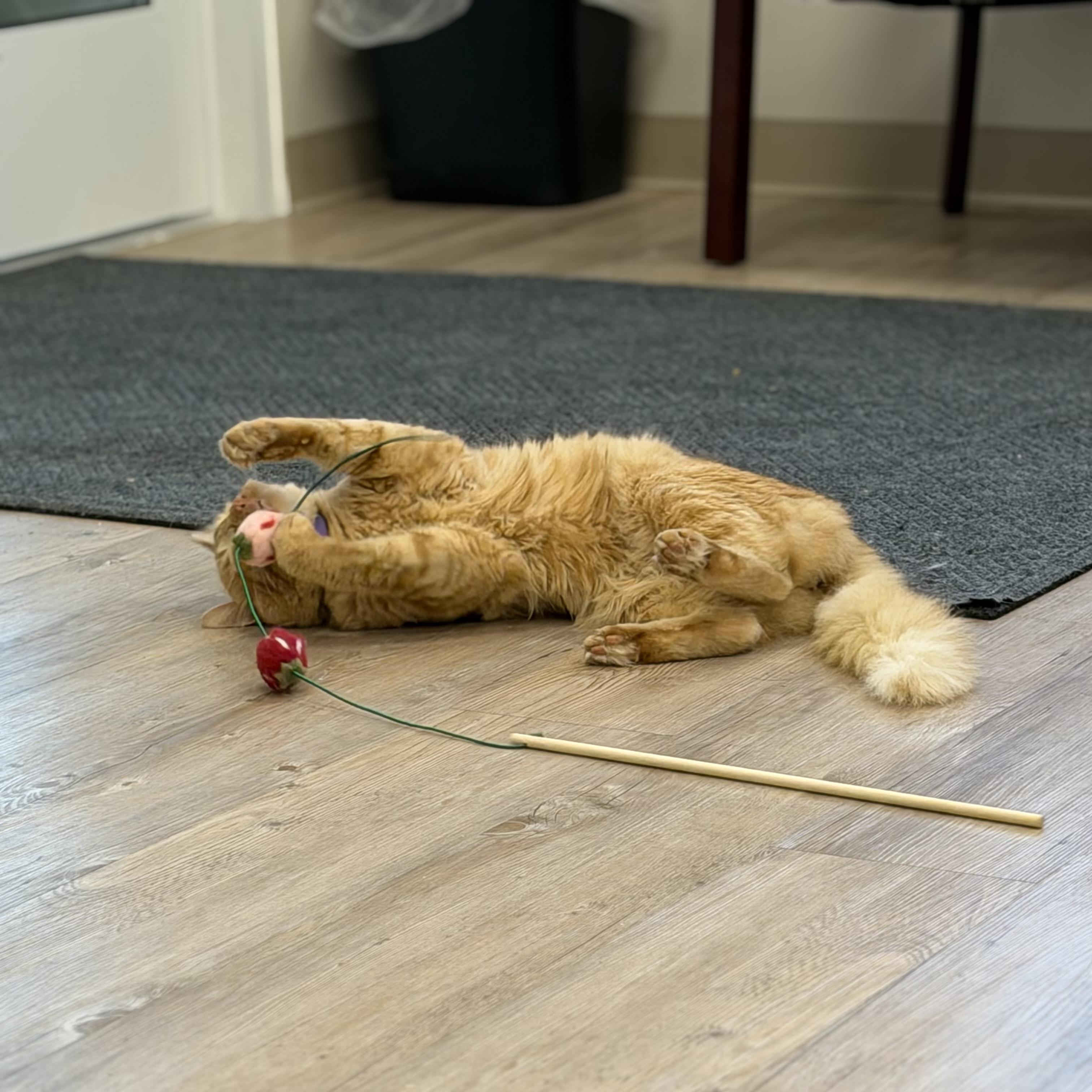 Enlarge Pumpkin, a Adopted Domestic Medium Hair in North Providence, RI image 2/3