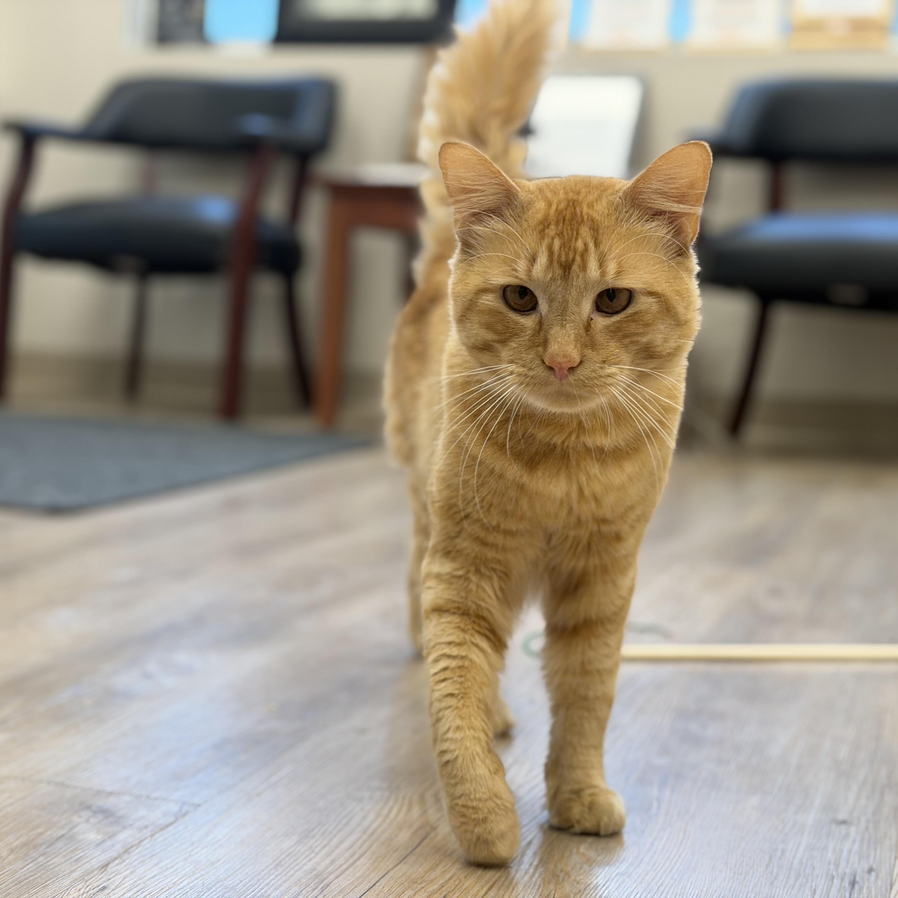 Enlarge Pumpkin, a Adopted Domestic Medium Hair in North Providence, RI image 1/3