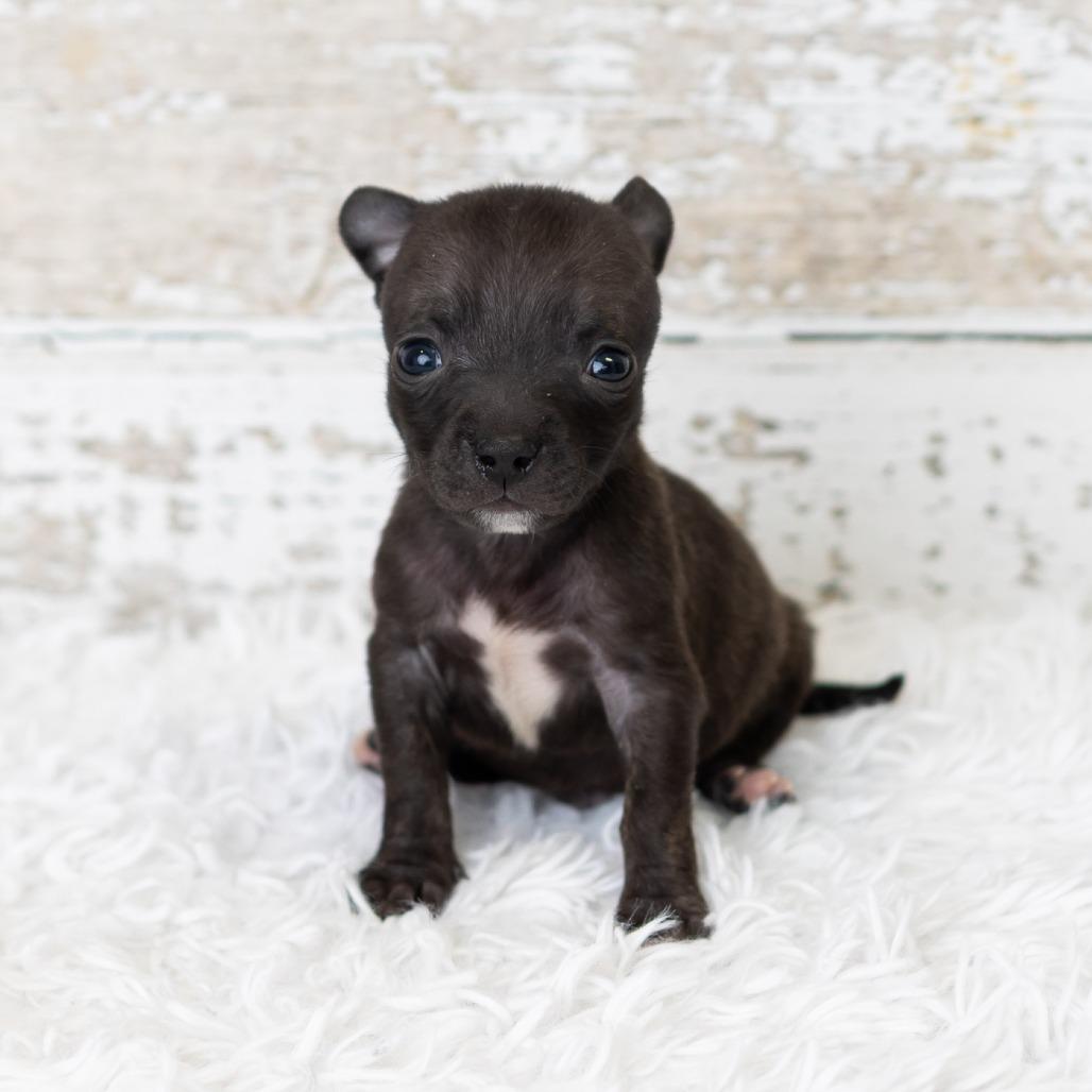 Bud, Adoptable, Puppy Male Chihuahua & Dachshund.