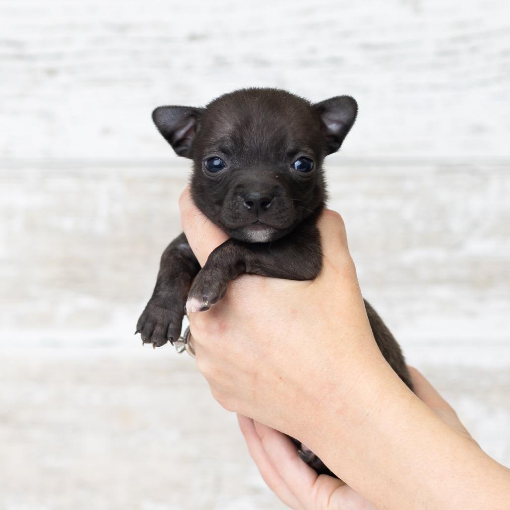 Enlarge Bud, a Adoptable mixed breed in St. Paul, MN image 2/5