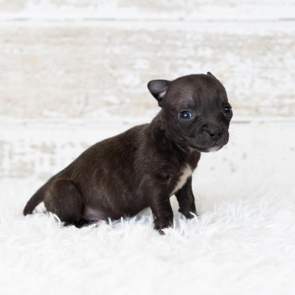 Enlarge Bud, a Adoptable mixed breed in St. Paul, MN image 3/5