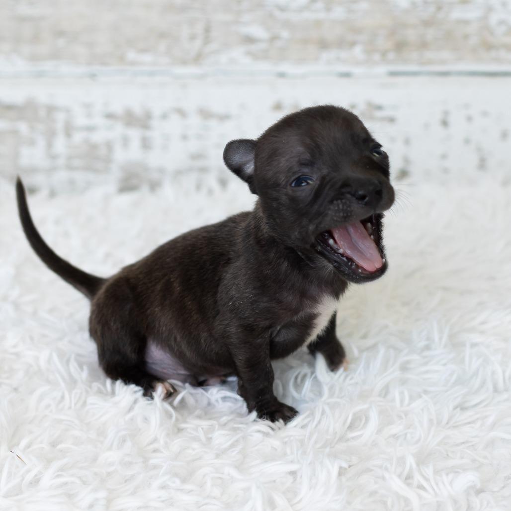 Enlarge Bud, a Adoptable mixed breed in St. Paul, MN image 4/5