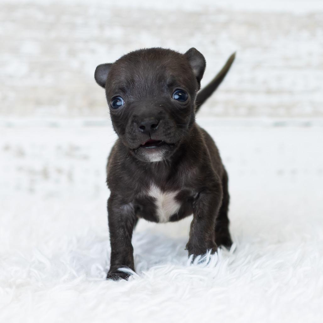 Enlarge Bud, a Adoptable mixed breed in St. Paul, MN image 5/5