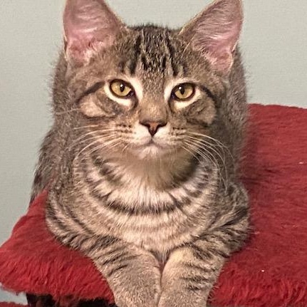 Enlarge STEWEY, a ADOPTABLE mixed breed in Niagara on the Lake, ON image 3/3
