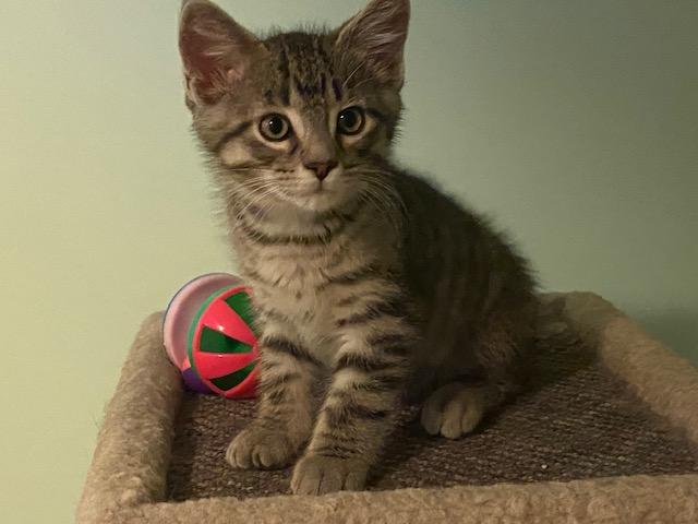 STEWEY, a ADOPTABLE mixed breed in Niagara on the Lake, ON image 1/2