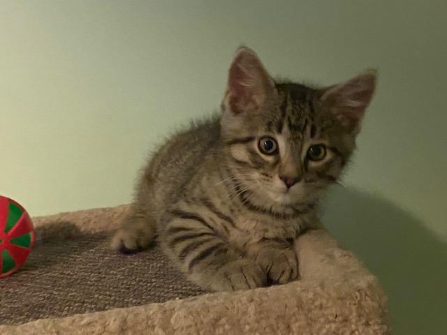 STEWEY, a ADOPTABLE mixed breed in Niagara on the Lake, ON image 2/2