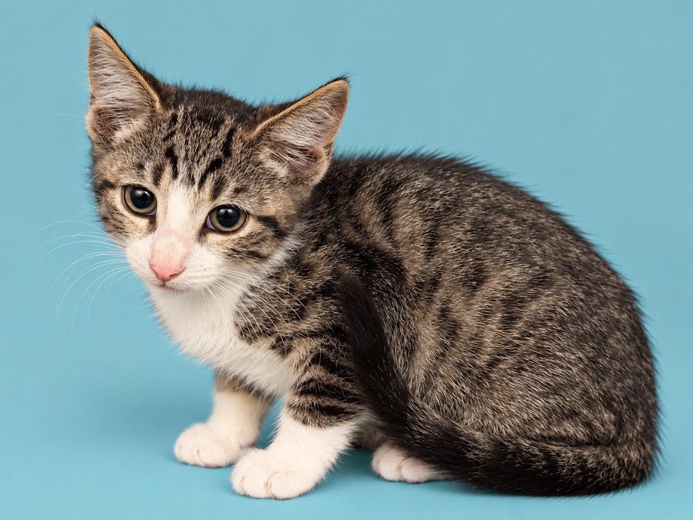 Jay, Adoptable, Kitten Male Domestic Short Hair.