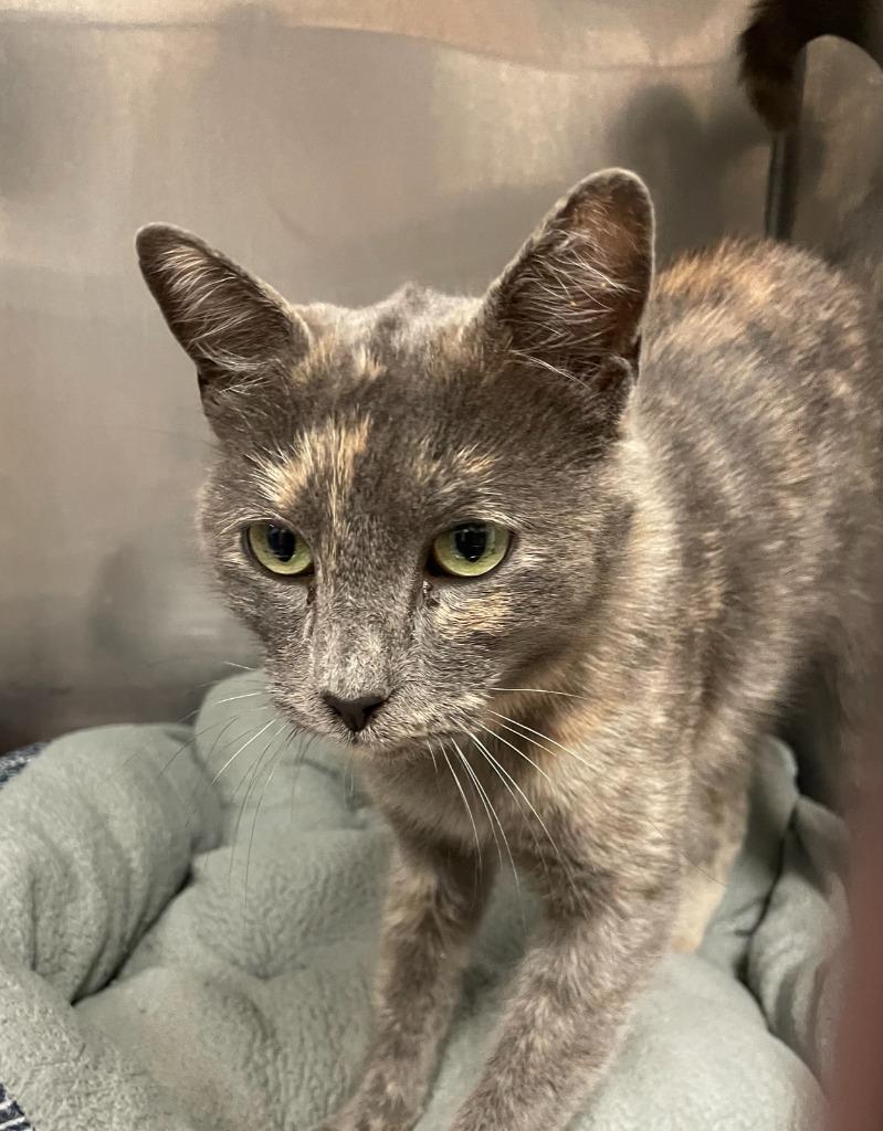 Grace, Adoptable, Young Female Domestic Short Hair.