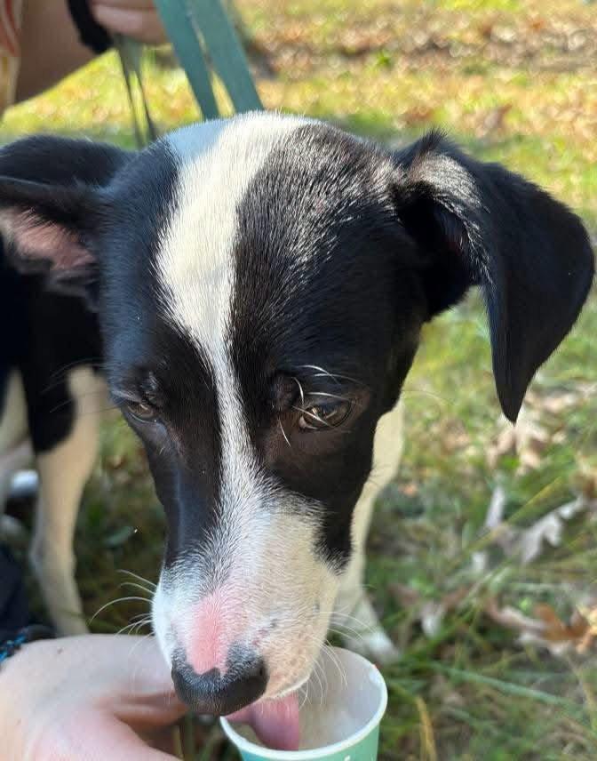 Enlarge Harper, a Adoptable Australian Cattle Dog / Blue Heeler in New London, WI image 3/3