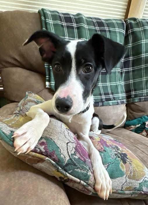 Harper, Adoptable, Puppy Female Australian Cattle Dog / Blue Heeler.