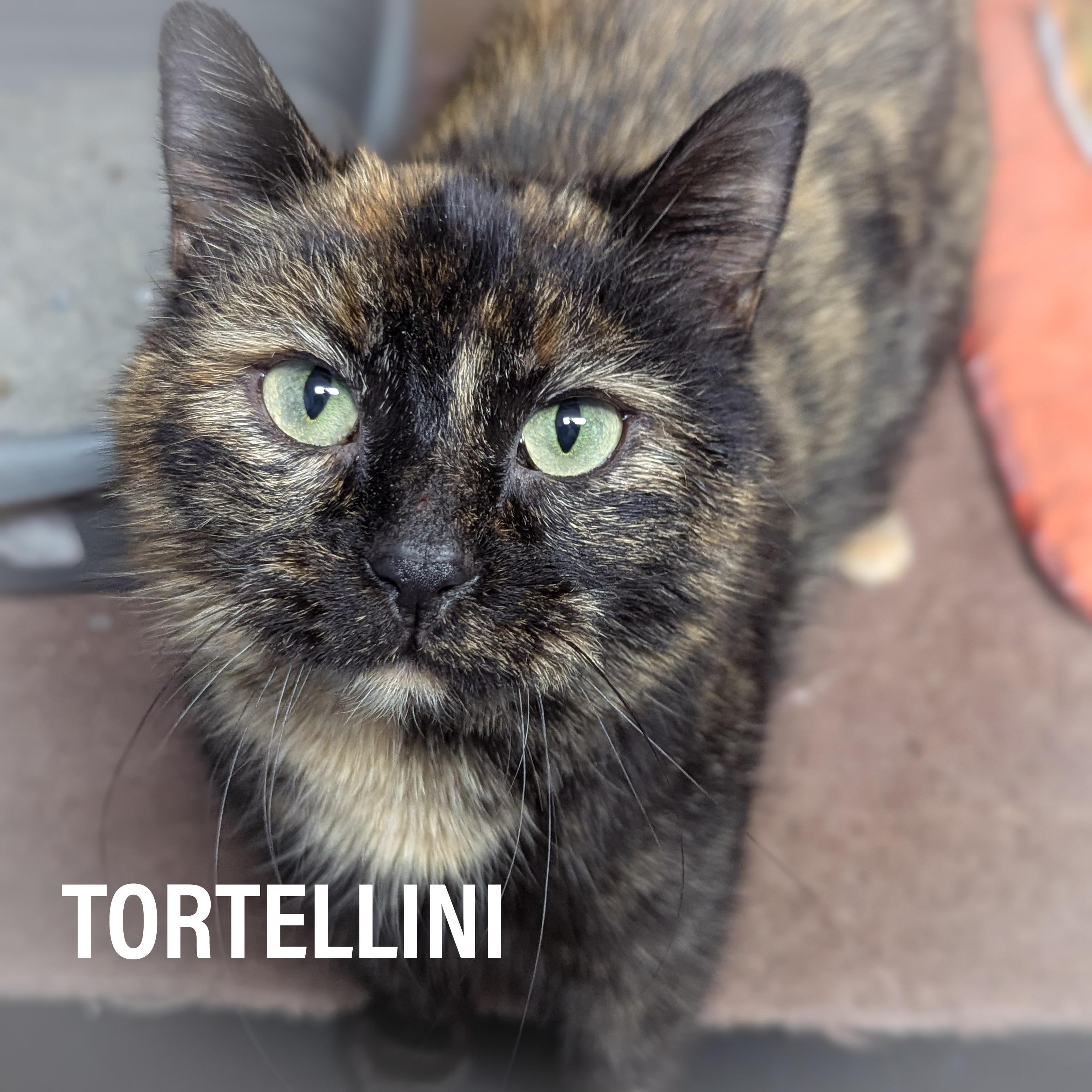 TORTELLINI , adopted, Adult Female Domestic Short Hair & Tortoiseshell.