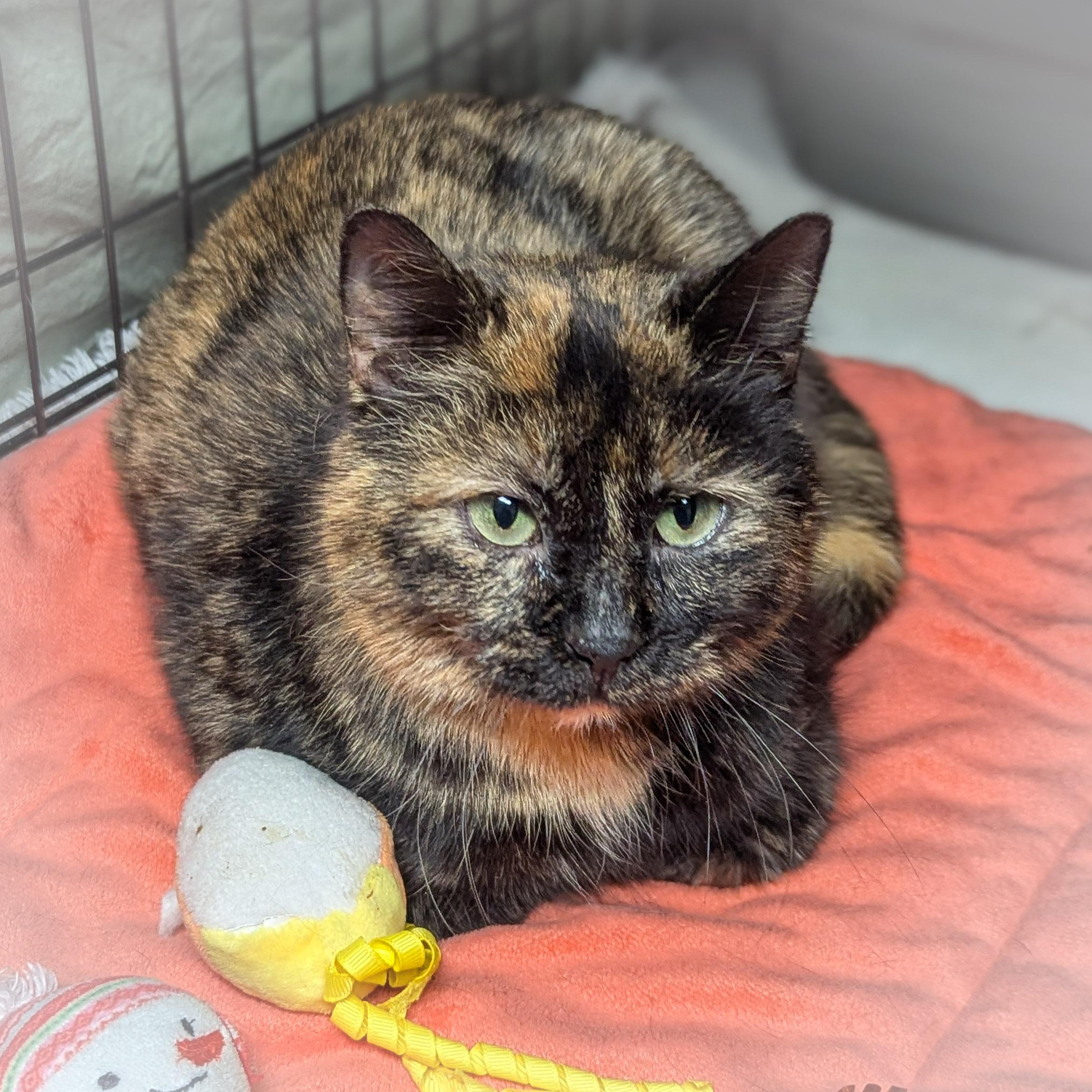 TORTELLINI , an adopted mixed breed in Griffith, IN image 4/4