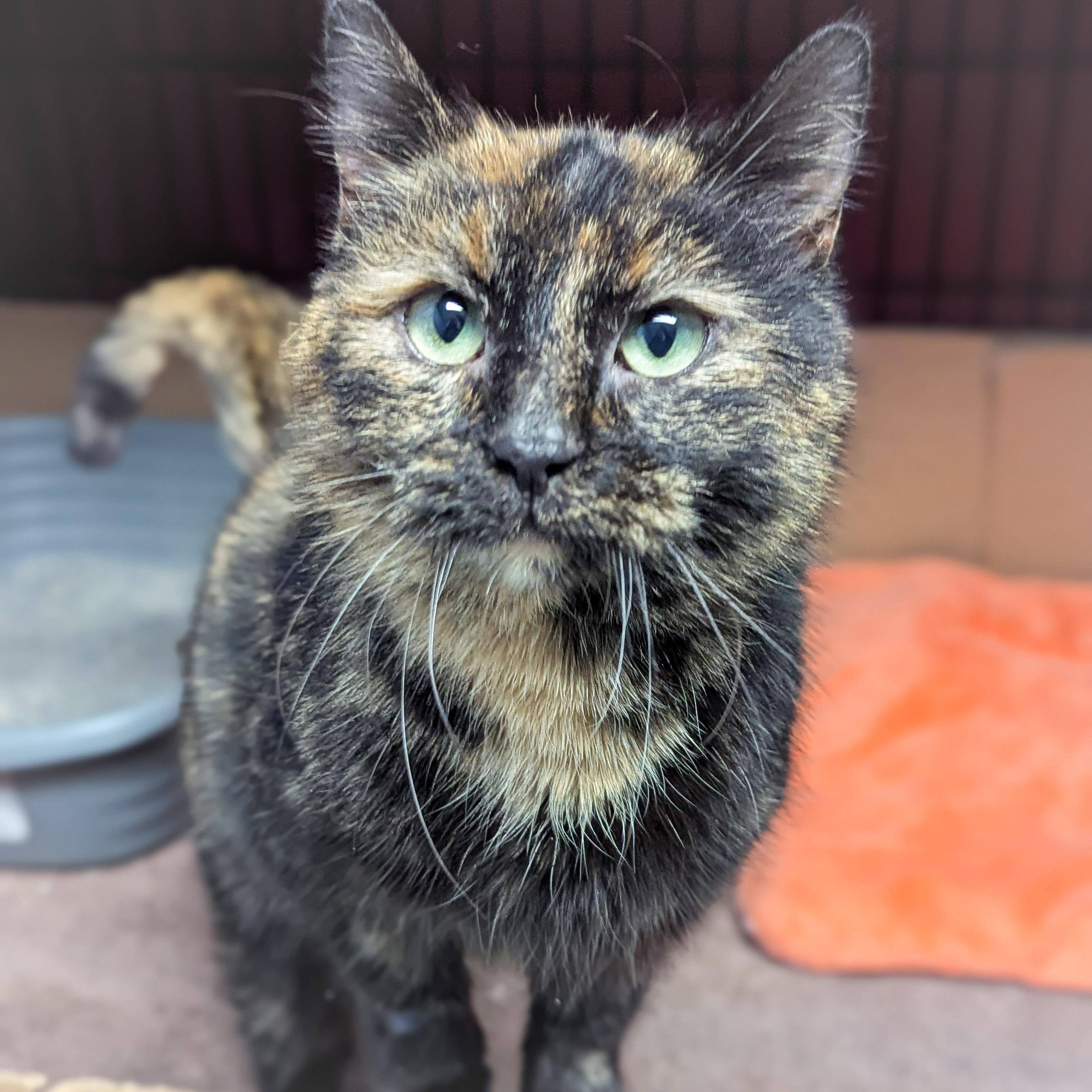 TORTELLINI , an adopted mixed breed in Griffith, IN image 3/4