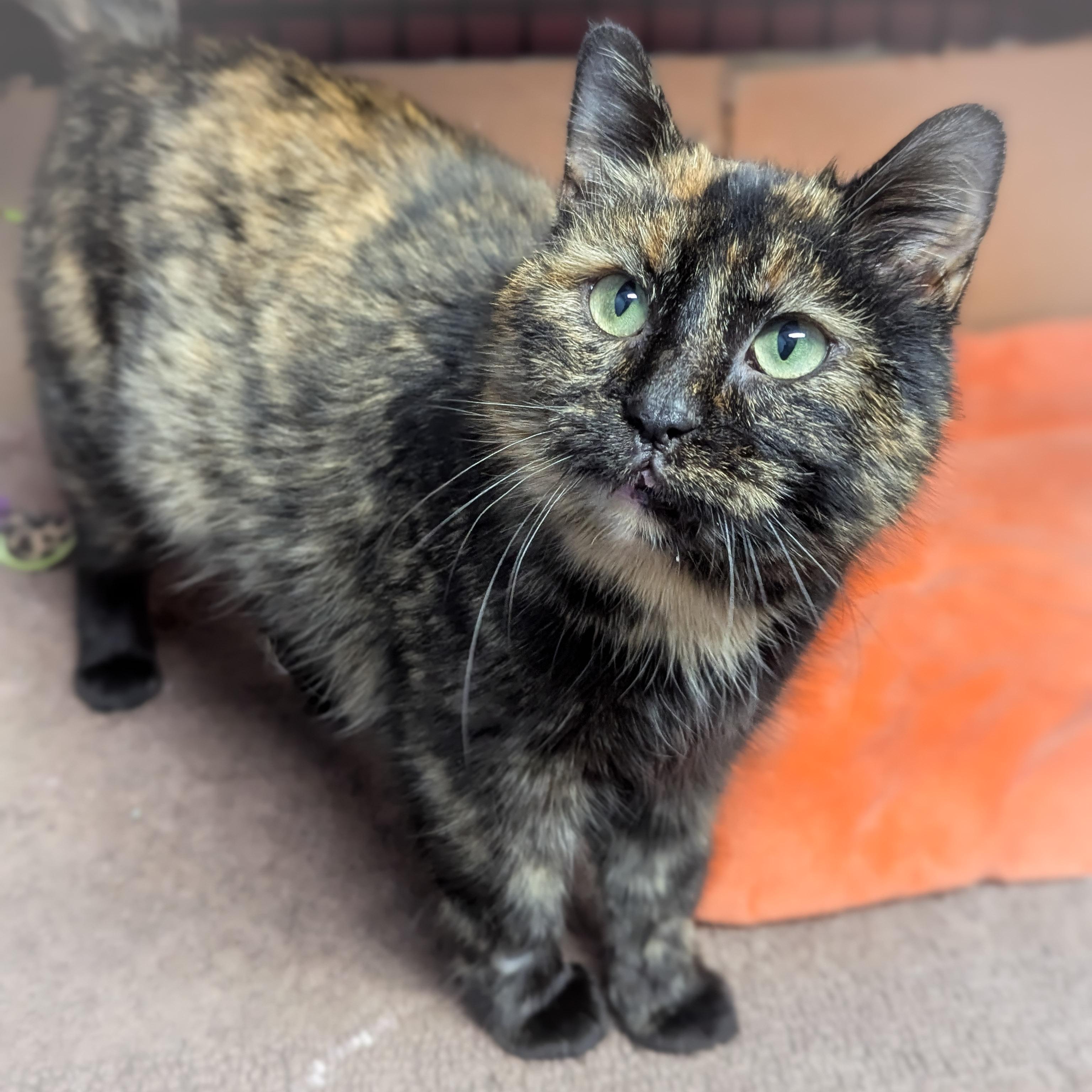 TORTELLINI , an adopted mixed breed in Griffith, IN image 2/4