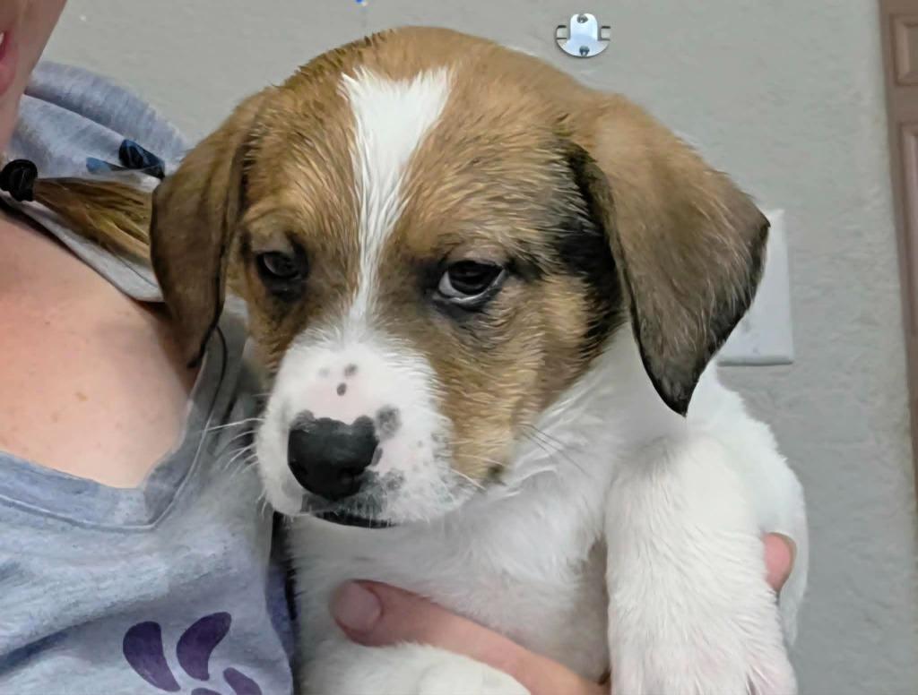 Harvard, Adoptable, Puppy Male Mixed Breed.