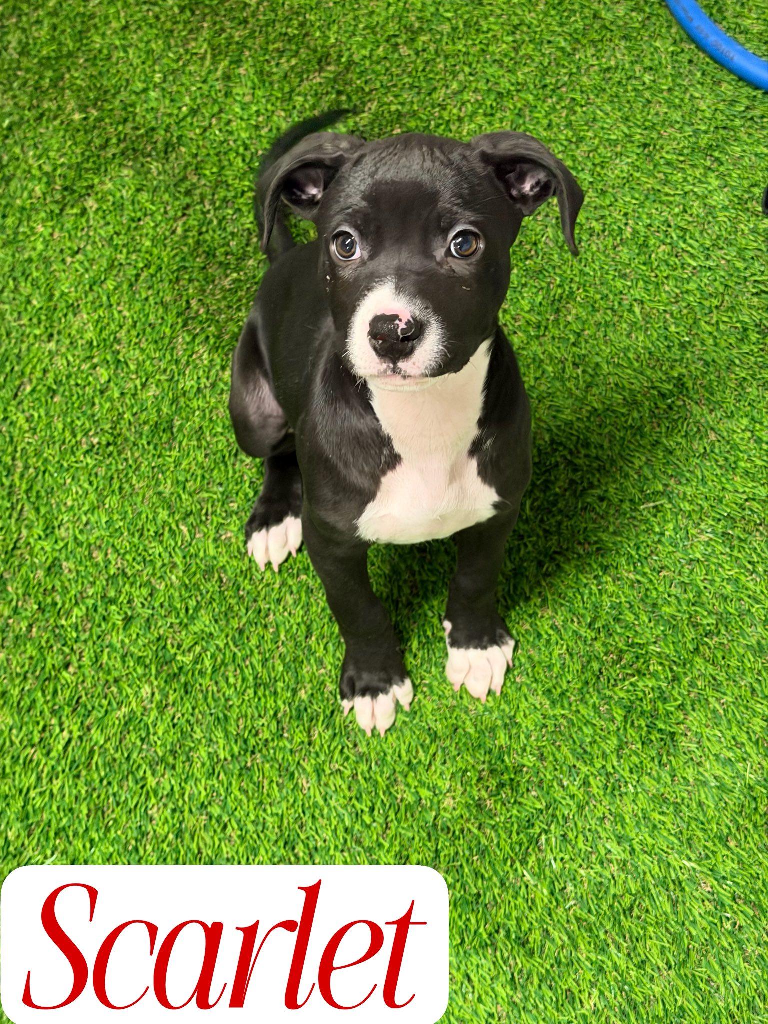 Enlarge Scarlet, a Adoptable mixed breed in Hewitt, NJ image 1/2