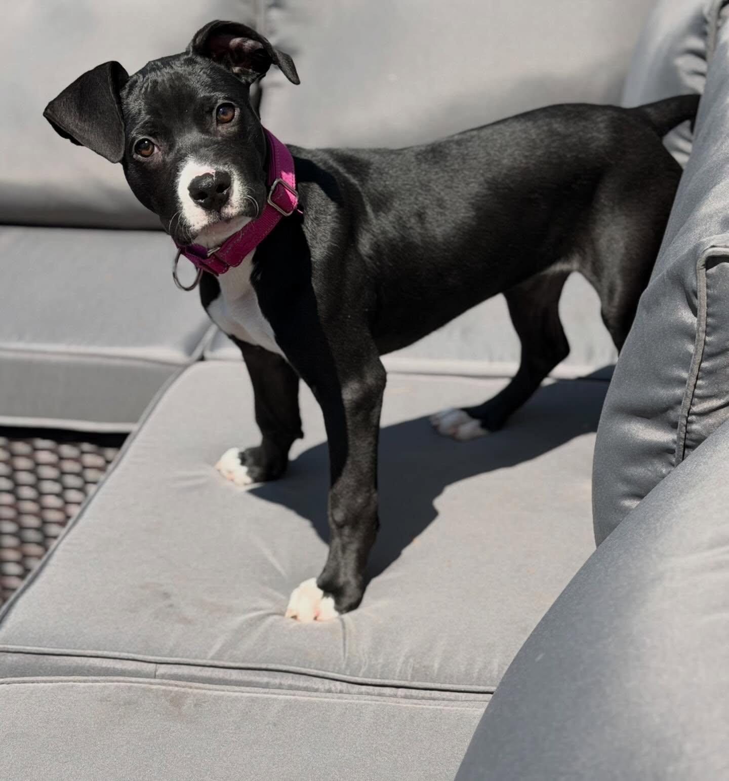 Enlarge Scarlet, a Adoptable mixed breed in Hewitt, NJ image 2/2