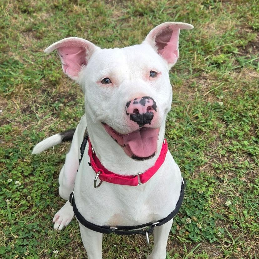Delilah, a Adoptable Pit Bull Terrier in Tulsa, OK image 3/6