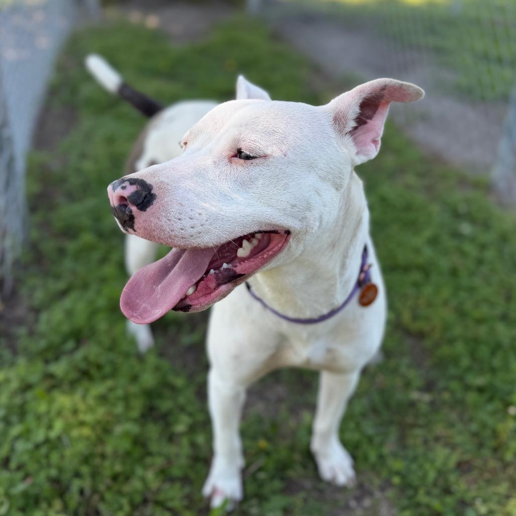 Delilah, a Adoptable Pit Bull Terrier in Tulsa, OK image 3/6