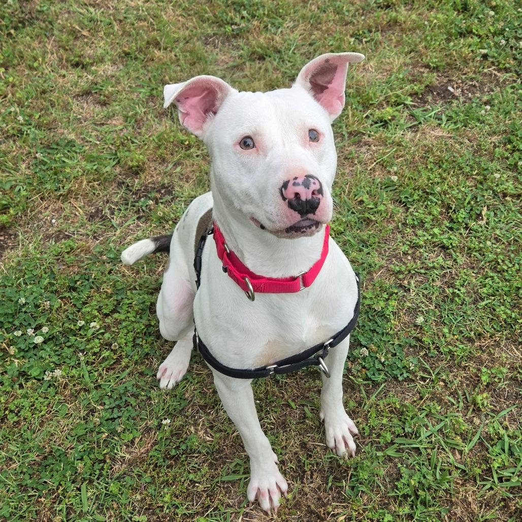 Delilah, a Adoptable Pit Bull Terrier in Tulsa, OK image 6/6