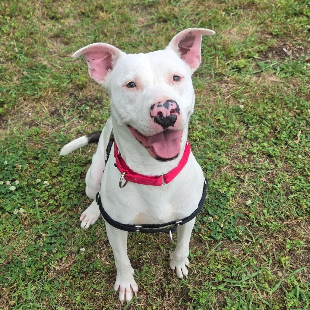 Delilah, a Adoptable Pit Bull Terrier in Tulsa, OK image 6/6