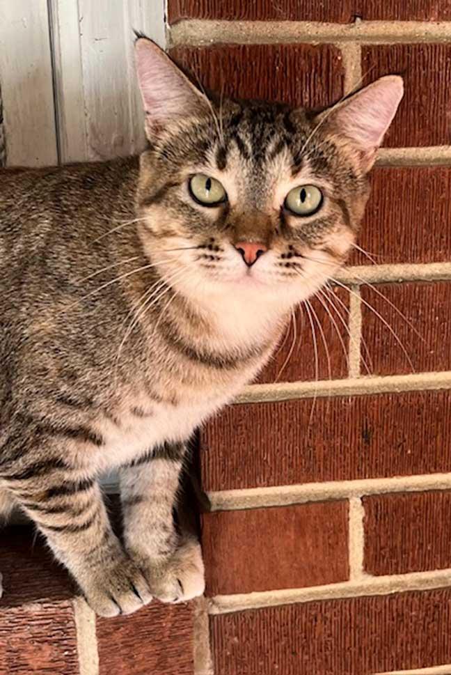 MAMA MARIBEL, Adoptable, Young Female Tabby.