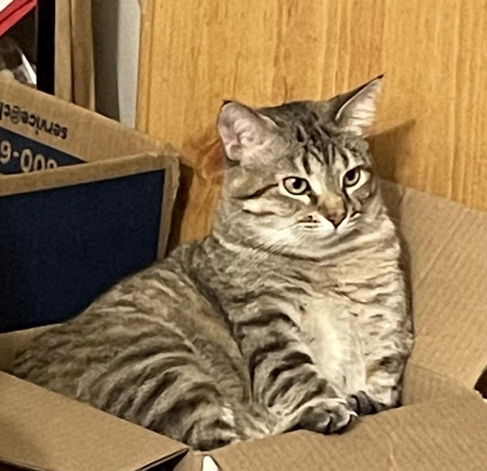 Enlarge MAMA MARIBEL, a Adoptable Tabby in Franklin, TN image 2/3