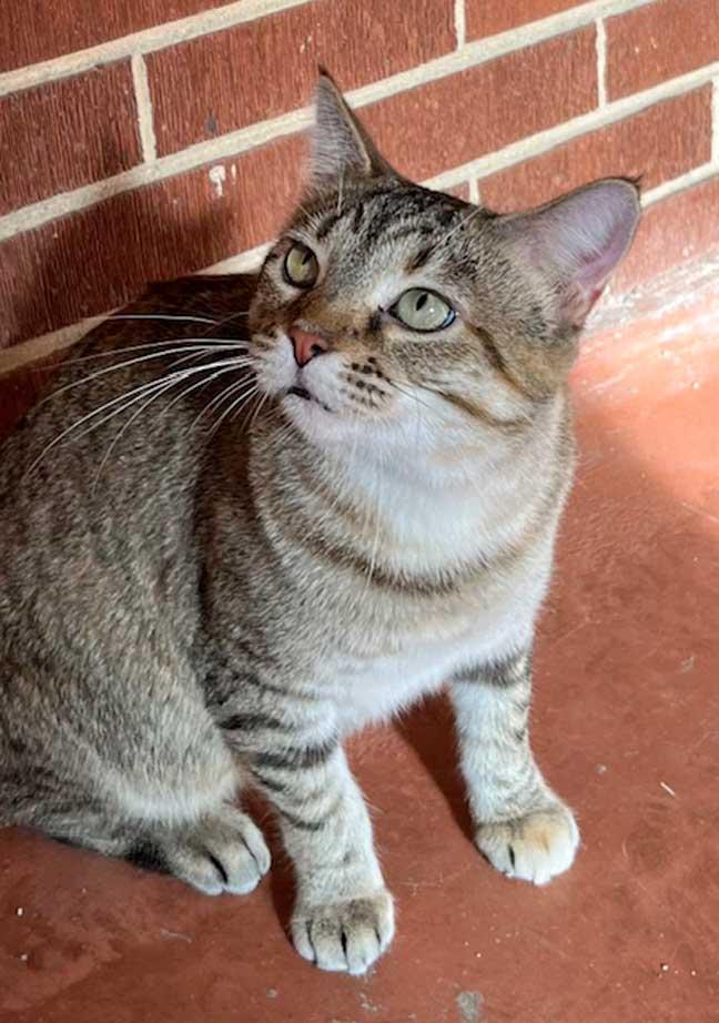 MAMA MARIBEL, Adoptable, Young Female Tabby.
