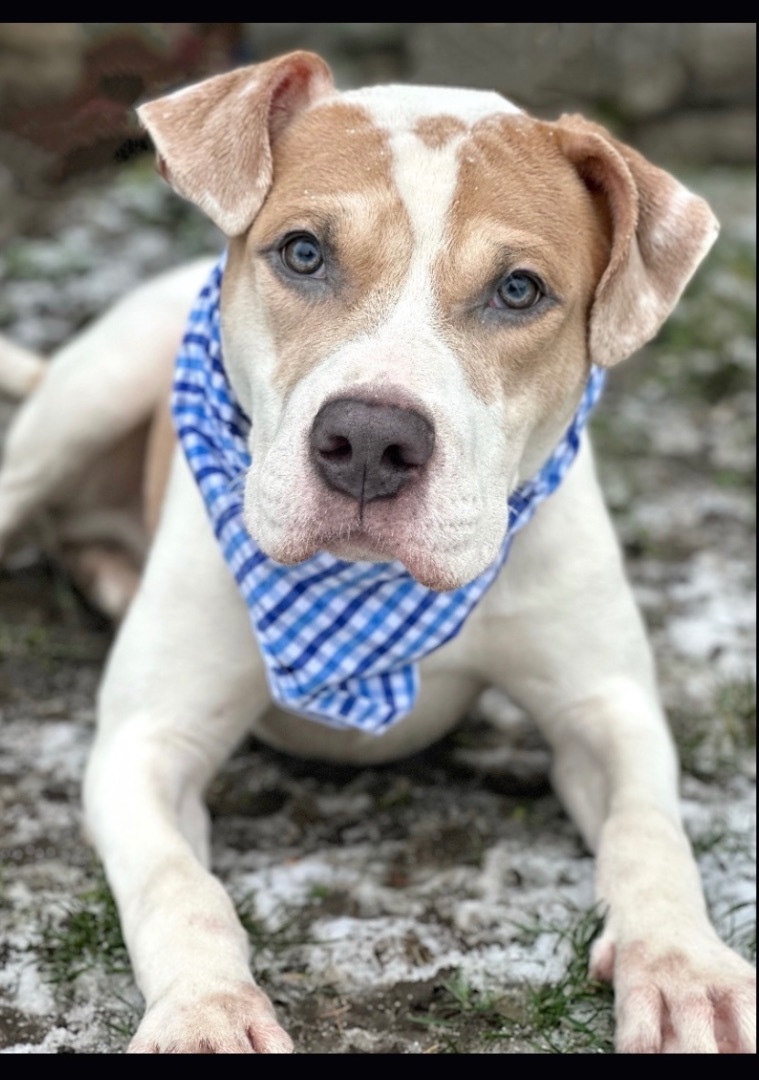 Enlarge Blue , a Adopted mixed breed in Buffalo, NY image 1/5