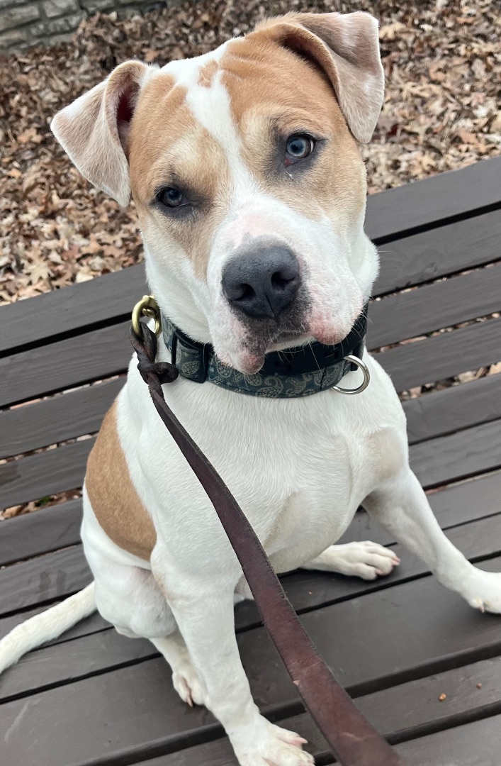 Enlarge Blue , a Adopted mixed breed in Buffalo, NY image 2/5