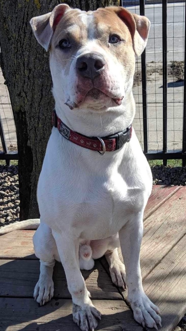 Blue , Adopted, Young Male Pit Bull Terrier.