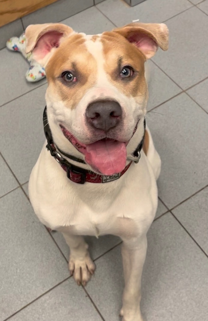 Enlarge Blue , a Adopted mixed breed in Buffalo, NY image 4/5