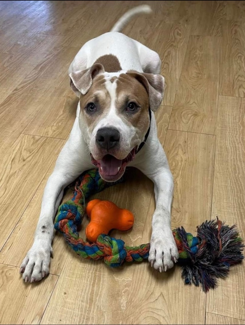 Enlarge Blue , a Adopted mixed breed in Buffalo, NY image 5/5