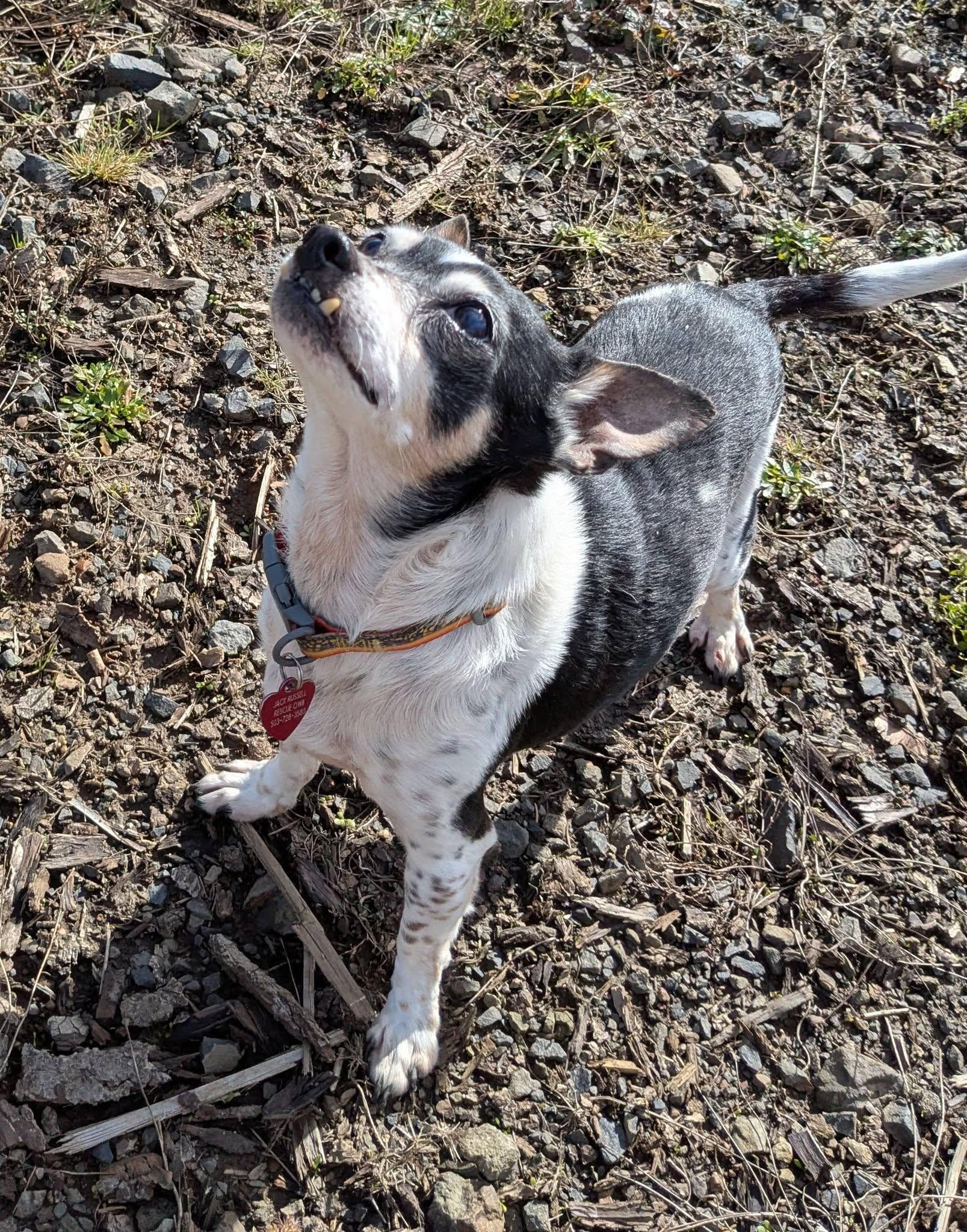 Judge, ADOPTABLE, Adult Male Chihuahua & Miniature Poodle.