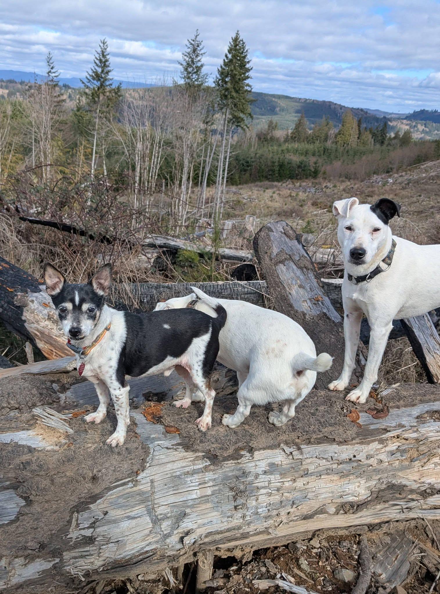 Enlarge Judge, a ADOPTABLE mixed breed in Spokane, WA image 2/6