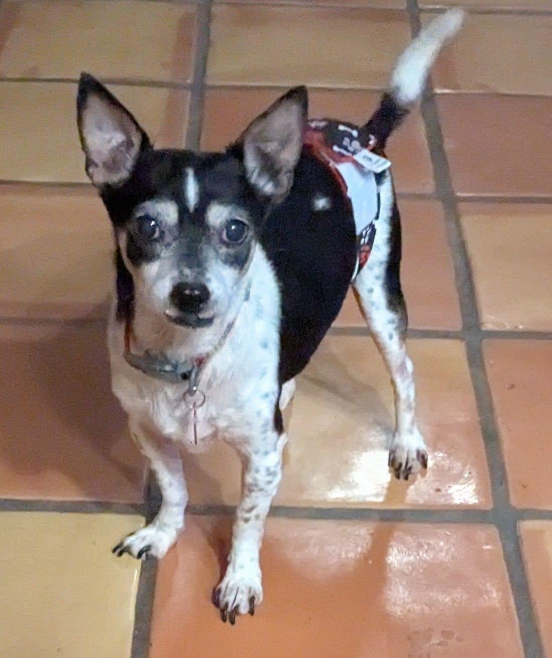 Enlarge Judge, a ADOPTABLE mixed breed in Spokane, WA image 3/6