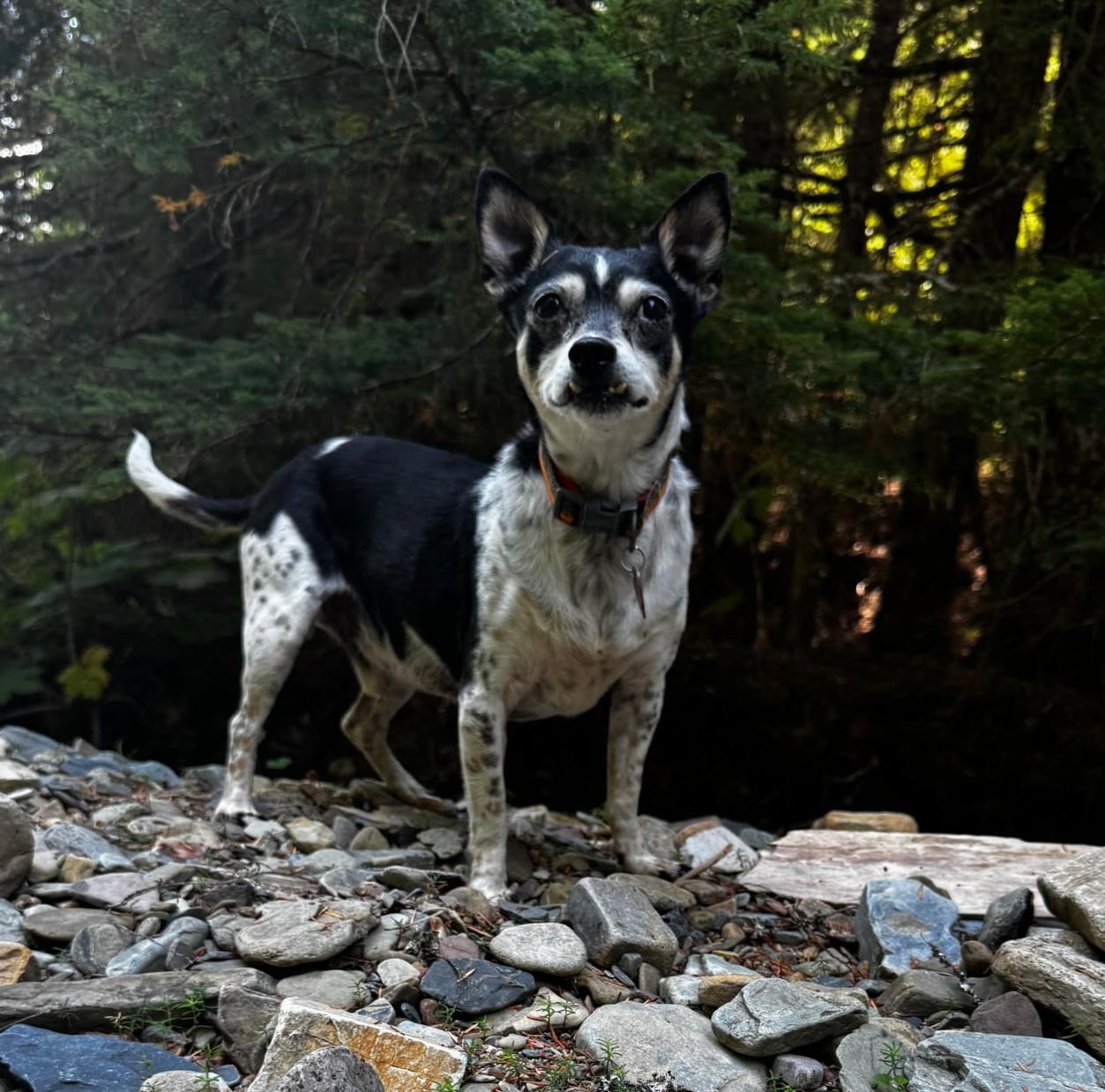 Enlarge Judge, a ADOPTABLE mixed breed in Spokane, WA image 2/6