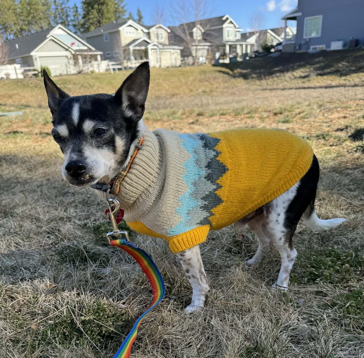 Enlarge Judge, a ADOPTABLE mixed breed in Spokane, WA image 6/6