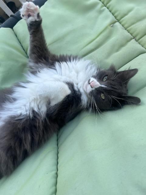 Cassidy