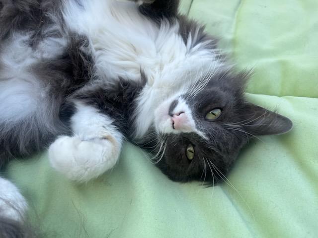 Cassidy