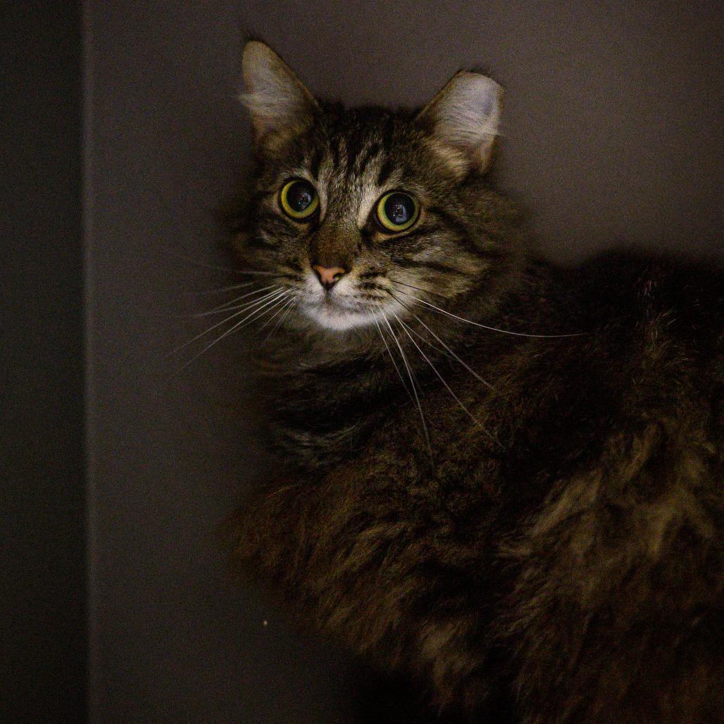Leo, a ADOPTABLE mixed breed in Vallejo, CA image 3/4
