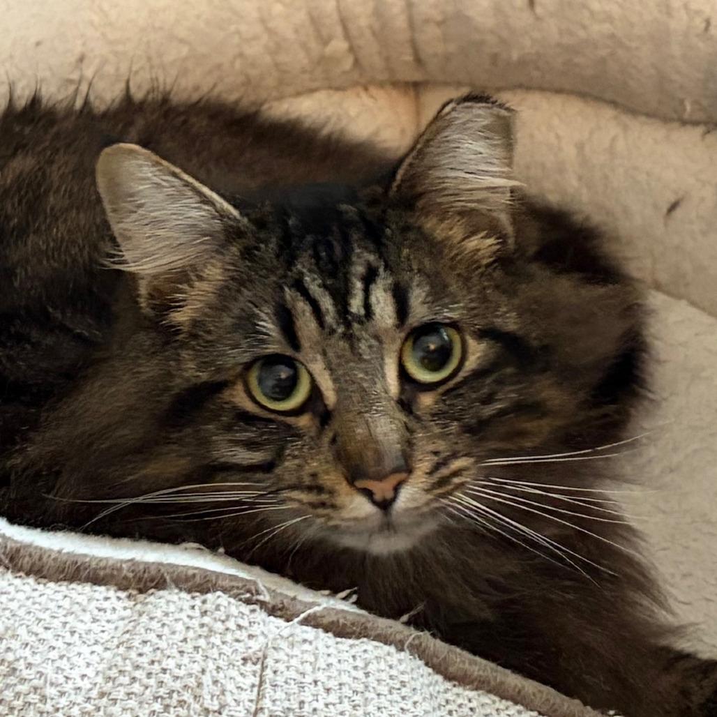 Leo, ADOPTABLE, Adult Male Maine Coon.