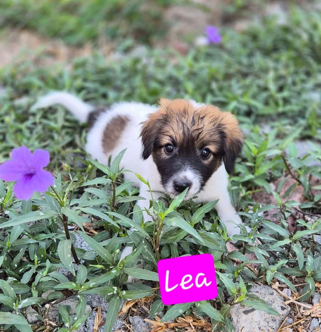 Lea, Adoptable, Puppy Female Cattle Dog & Great Pyrenees.