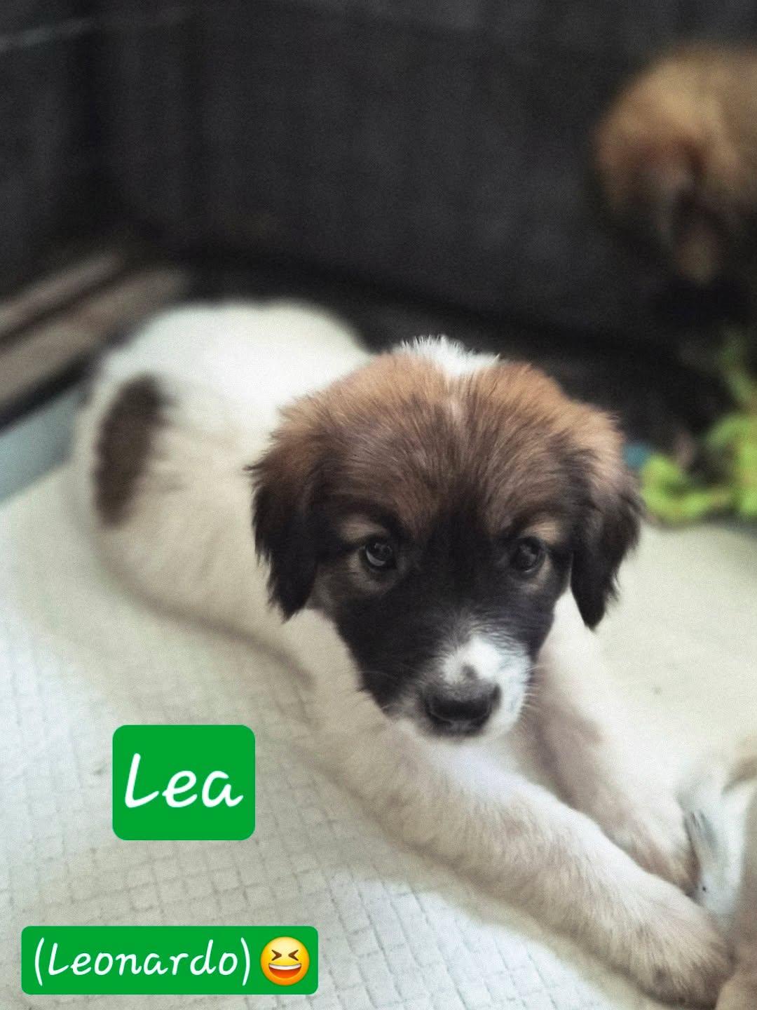 Enlarge Lea, a Adoptable mixed breed in Gainesville, VA image 2/5