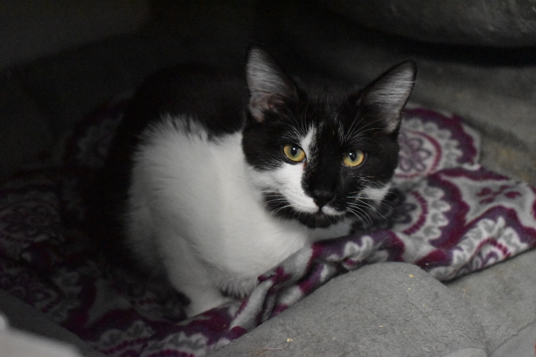 Vegas, a Adoptable Tuxedo in Milledgeville, GA image 1/3