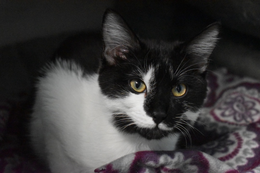 Vegas, a Adoptable Tuxedo in Milledgeville, GA image 2/3
