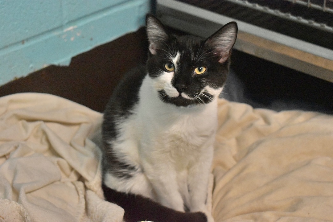 Vegas, a Adoptable Tuxedo in Milledgeville, GA image 3/3